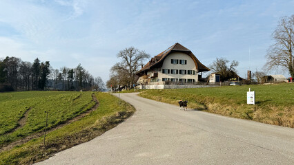 Fototapeta premium A scenic countryside road leads to a charming traditional farmhouse with a steep wooden roof and green shutters. A dog stands in the middle of the road, adding warmth to the rural atmosphere. Rolling