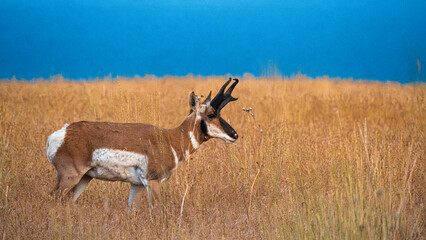 American Pronghorn Walking Through Grass 1