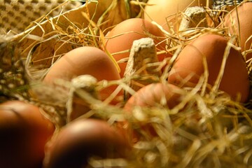 Easter culinary background of fresh homemade eggs arranged in a carton