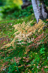 Yellow ferns in grass at fall.