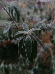 Close-up of dark green leaves dusted with light frost, showcasing delicate frost patterns. A serene and refreshing image perfect for nature, winter, and seasonal projects.