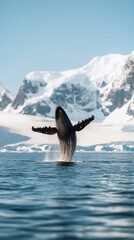 Fototapeta premium Humpback whale breaching, Antarctic mountains