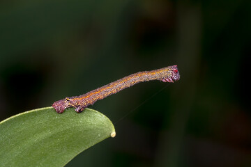 Stick-Like Geometrid Caterpillar Balancing on a Leaf – Macro Photography
