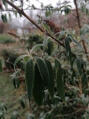 Close-up of dark green leaves dusted with light frost, showcasing delicate frost patterns. A serene and refreshing image perfect for nature, winter, and seasonal projects.