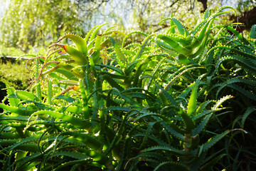 An aloe vera plant in a garden in Alicante region      