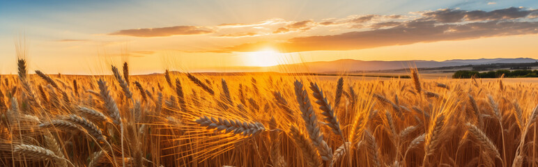 A wheat field at sunset.