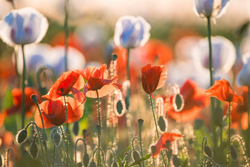 Summer field full of red and white poppy, Czech republic