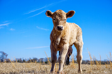 Calf with hay straw