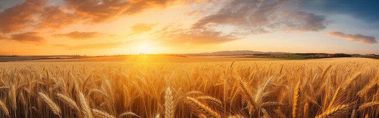 Obraz premium A wheat field at sunset.