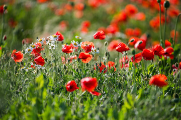 Summer field full of red poppy, Czech republic