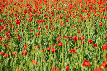 Fototapeta premium Summer field full of red poppy, Czech republic