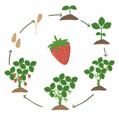 illustration of the strawberry life cycle, showing different stages from seed to fully grown fruit. The cycle includes germination, seedling growth, flowering, fruit development, and seed dispersal 