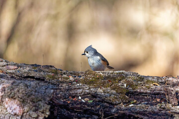 Tufted Titmouse (Baeolophus bicolor), small American songbird, is non-migratory and originally native to the Ohio and Mississippi River.