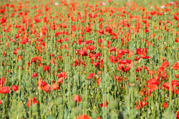 Summer field full of red poppy, Czech republic