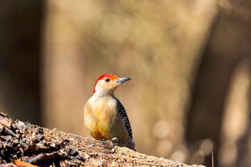 The Red-bellied Wodpecker (Melanerpes carolinus) 