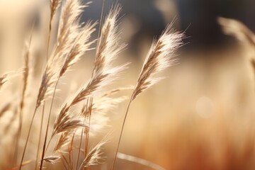 Dry grass macro shot outdoors nature plant.