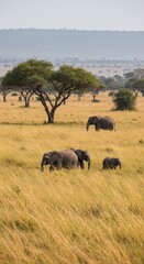Fototapeta premium Majestic elephants grazing in the african savanna landscape