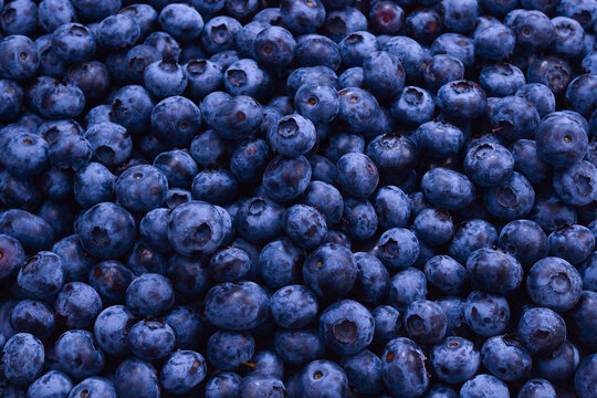 Fresh blueberry background. Texture blueberry berries close up.