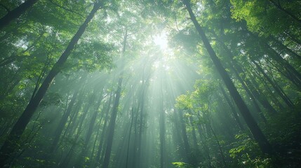 Obraz premium Sunbeams through misty forest canopy