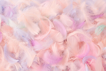 Colorful feather background, top view.