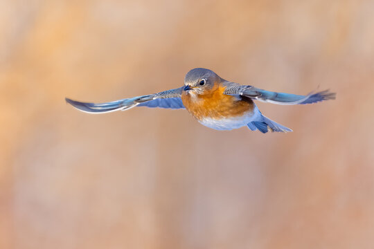 An Eastern Bluebird Flying