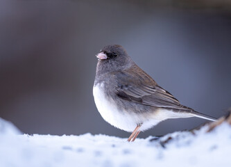 A Dark-eyed Junco On The Snow