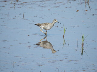 A lesser yellowlegs wading through the shallow, wetland waters of the Bombay Hook National Wildlife Refuge, Kent County, Delaware.
