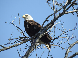 A bald eagle perched on a branch, under a blue sky. Bombay Hook National Wildlife Refige, Kent County, Delaware.