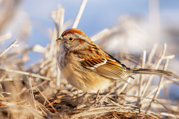 An American Tree Sparrow On The Ground