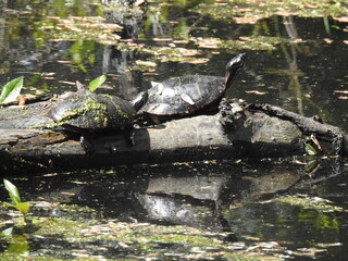 Eastern painted turtles perched on a fallen tree trunk, basking in the warmth of the sun, within the wetlands of the Bombay Hook National Wildlife Refuge, Kent County, Delaware.