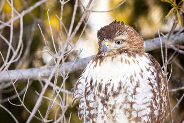 A Perched Red-tailed Hawk