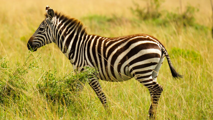 zebra in the savannah