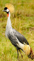 grey crowned crane