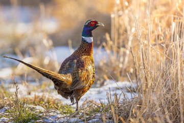 A Male Ring-necked Pheasant