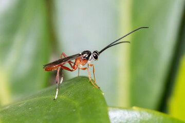 Fototapeta premium Ichneumon Wasp Perched on a Leaf - A Parasitic Insect Macro