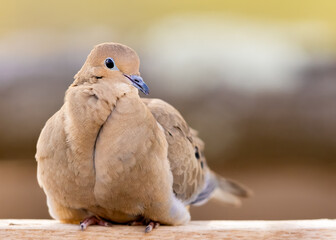 A Fluffy Mourning Dove At A Feeder