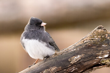 A Dark-eyed Junco On A Branch