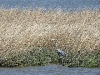 A great blue heron living within the wetlands of the Bombay Hook National Wildlife Refuge, Kent County, Delaware. 