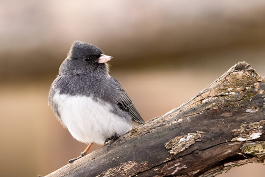 A Dark-eyed Junco On A Branch