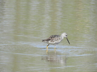 A hungry greater yellowlegs wading through the shallow wetland watrers in search of aquatic invertebrates to eat. Bombay Hook National Wildlife Refuge, Kent County, Delaware. 