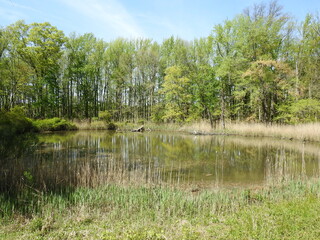 Obraz premium The natural beauty of the wetlands within the Bombay Hook National Wildlife Refuge, during the spring season.