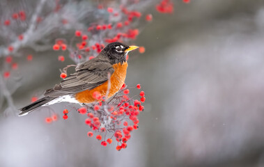 An American Robin In A Crabapple Tree