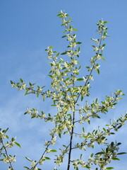 Autumn olive tree, elaeagnus umbellata, bloomed within the woodland forest of the Bombay Hook National Wildlife Refuge, Kent County, Delaware. 