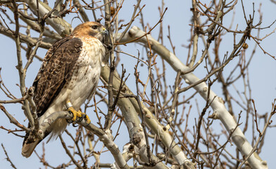 Closeup of a red-tailed hawk perched in a tree.