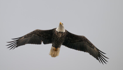 Closeup of an American bald eagle in flight.