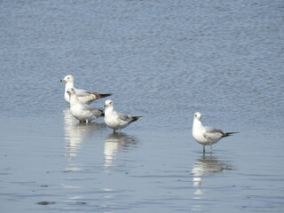 Ring-billed gulls standing in the shallow, wetland waters, of the Bombay Hook National Wildlife Refuge, Kent County, Delaware. Natural reflections.
