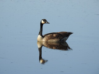 Obraz premium canadian, canada, goose, geese, waterfowl, wildfowl, wild, fowl, bird, birds, migratory, natural, beauty, reflection, mirror, wildlife, fauna, photography, nature, wilderness, swimming, water, outdoor