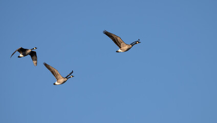 Pair of Canada geese in flight.