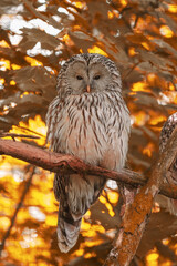 Great horned owl in autumn sitting on a tree 