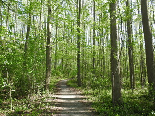 Visitors can enjoy hiking the Bear Swamp Trail, through a beautiful woodland forest. Springtime at...